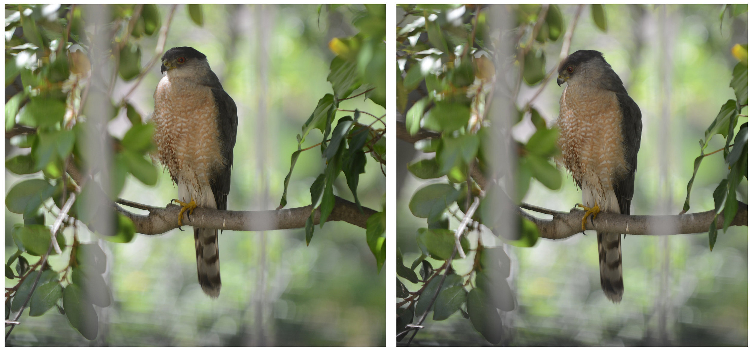 Environmental interest:  A Cooper’s Hawk spotted on Stradella Road — photo taken outside a kitchen window