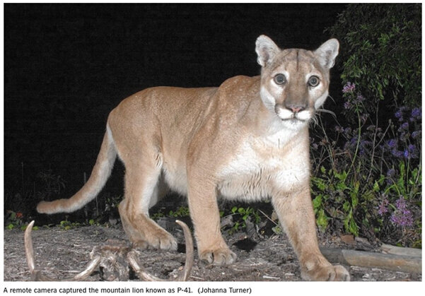 Mountain lions get temporary endangered species status