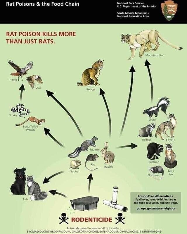 Recent Evidence of Rodenticide Poison affecting Bel-Air Wildlife